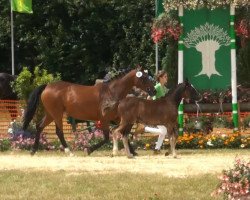 Deckhengst Hengst von Top Carlos Cassini (Deutsches Reitpony, 2013, von Top Carlos Cassini)