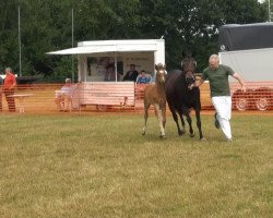 broodmare Hövel's Miracula S (German Riding Pony, 2013, from Miraculix)