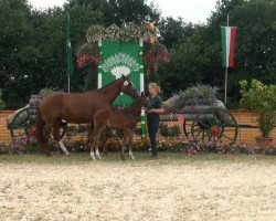 dressage horse Fortune 23 (Rhinelander, 2013, from Feedback 16)