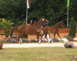 broodmare Davida (German Riding Pony, 2013, from FS Don't Worry)