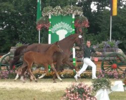 dressage horse Stanley 207 (Rhinelander, 2013, from Stanford 9)