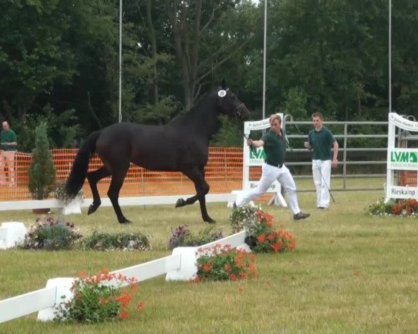 Zuchtstute D-Day E (Rheinländer, 2010, von Diarado)