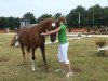 dressage horse Pitaya (German Riding Pony, 2010, from Paul SG)