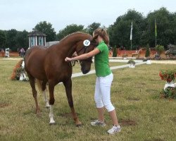 dressage horse Pitaya (German Riding Pony, 2010, from Paul SG)