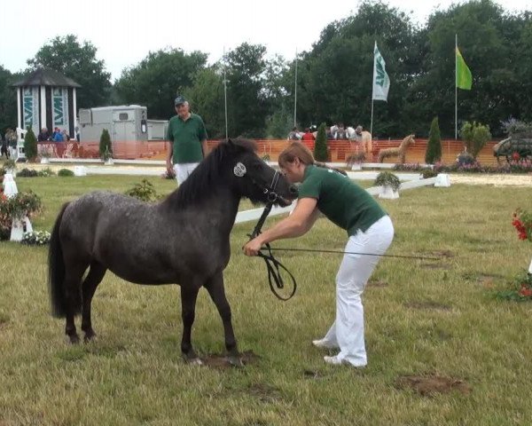 Pferd Mydreams von DHK (Dt.Part-bred Shetland Pony, 2010, von Moses van Dyck)