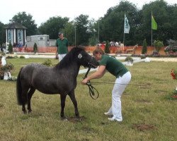 horse Mydreams von DHK (Dt.Part-bred Shetland pony, 2010, from Moses van Dyck)