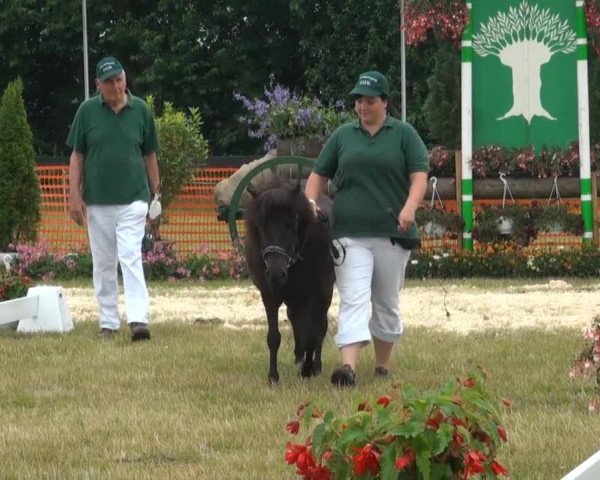 Pferd Snoopy von DHK (Dt.Part-bred Shetland Pony, 2010, von Schneekönig van Dyck)