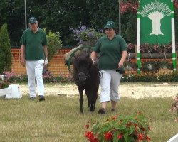 Pferd Snoopy von DHK (Dt.Part-bred Shetland Pony, 2010, von Schneekönig van Dyck)