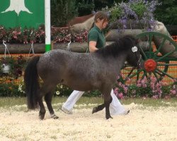 Pferd Speedy von DHK (Dt.Part-bred Shetland Pony, 2010, von Schneekönig van Dyck)