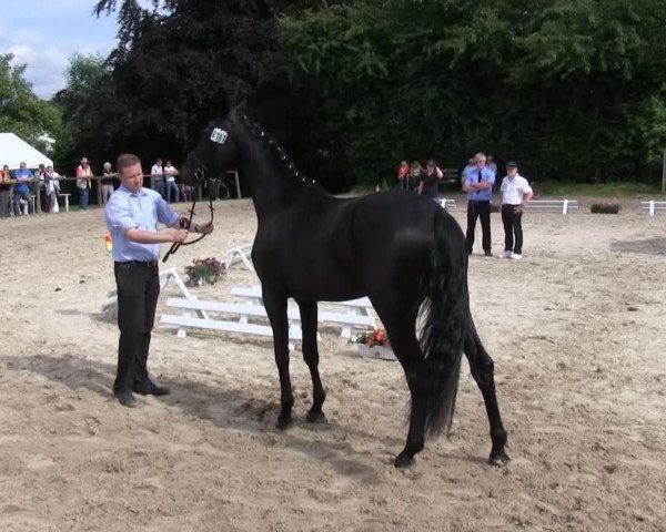 horse Welton's Hope (Westphalian, 2010, from Welton)