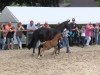 dressage horse Schabernack 32 (Westphalian, 2013, from Sir Heinrich OLD)