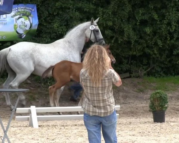 stallion Hengst von Riccio (Westphalian, 2013, from Riccio)