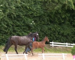 dressage horse Stute von Fürst Piccolo (Westphalian, 2013, from Fürst Piccolo)