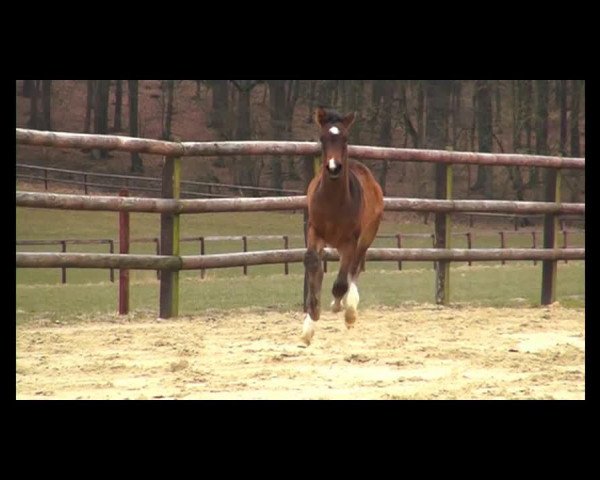 dressage horse Stute von Rational (Westphalian, 2013, from Rational 2)