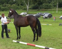 dressage horse Stute von Ehrenpreis (Westphalian, 2013, from Ehrenpreis)