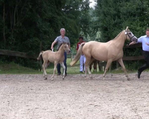 stallion Hengst von Neverending Dream (German Riding Pony, 2013, from HET Neverending Dream)