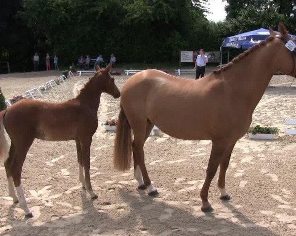 dressage horse Hengst von Dancing Star (German Riding Pony, 2013, from Dancing Star)