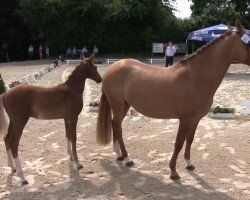 Dressurpferd Hengst von Dancing Star (Deutsches Reitpony, 2013, von Dancing Star)