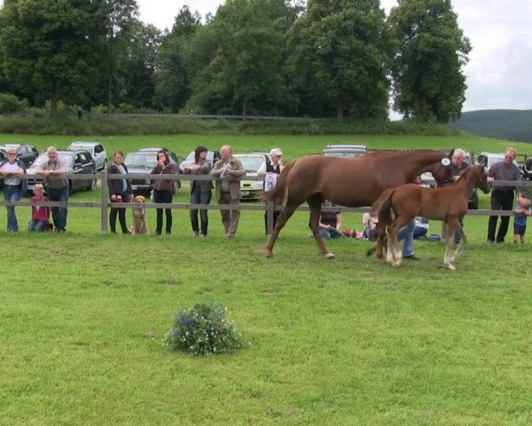 dressage horse Stute von Heinrich Heine (Westphalian, 2013, from Heinrich Heine)