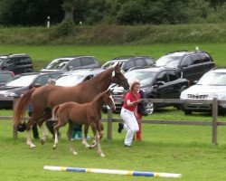 dressage horse Frappucci (Westphalian, 2013, from Franziskus FRH)