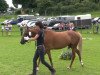 broodmare Püppi de Luxe (German Riding Pony, 2010, from Principal Boy)