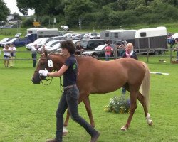 broodmare Püppi de Luxe (German Riding Pony, 2010, from Principal Boy)