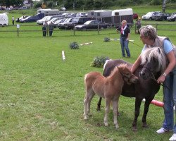 horse Hengst von Julian's Dancer (Dt.Part-bred Shetland pony, 2013, from Julian's Dancer)