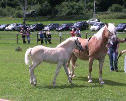 horse Stute von Samarkand (Haflinger, 2013, from Samarkand 17)