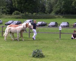 horse Stute von Samarkand (Haflinger, 2013, from Samarkand 17)