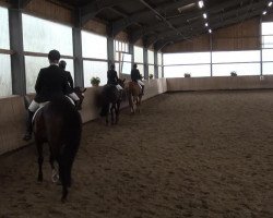 dressage horse Awerina (Westphalian, 2008, from Aljano)