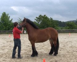 horse Martha (Westphalian Draughthorse, 2010, from Markant)