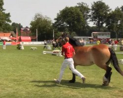 broodmare Eder (Westphalian Draughthorse, 2010, from Edgar)