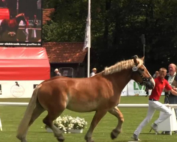 horse Campari (Westphalian Draughthorse, 2010, from Cato)
