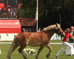 horse Campari (Westphalian Draughthorse, 2010, from Cato)