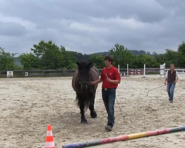horse Mathilde (Westphalian Draughthorse, 2010, from Markant)