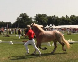 broodmare Holly (Westphalian Draughthorse, 2010, from Hartmut)