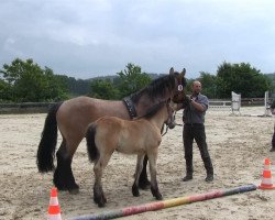 Zuchtstute Emma (Irish Sport Horse, 2013, von Eik)