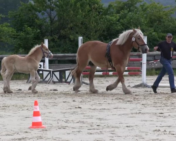 broodmare Hermine (Westphalian Draughthorse, 2013, from Henk)