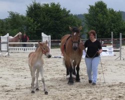 broodmare Heyli (Westphalian Draughthorse, 2013, from Herbert)