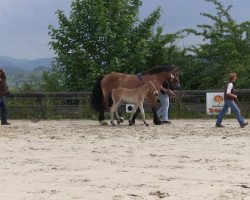 horse Matthes (Westphalian Draughthorse, 2013, from Markant)