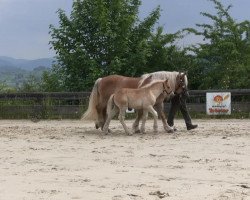 broodmare Claire (Westphalian Draughthorse, 2013, from Cato)