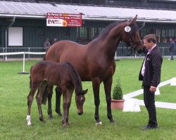 Springpferd Stute von Monte Cain (Westfale, 2013, von Monte Cain)