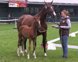 broodmare Stute von Franziskus (Westphalian, 2013, from Franziskus FRH)