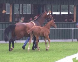 dressage horse Belcona (Westphalian, 2013, from Belconi)