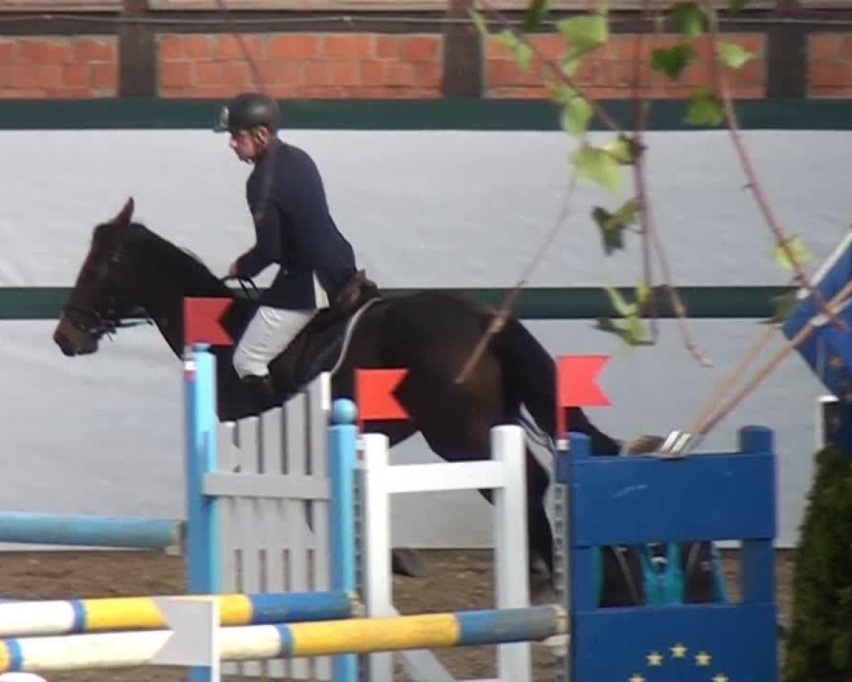 Springpferd Charmfull Casall (Holsteiner, 2008, von Casall Ask)