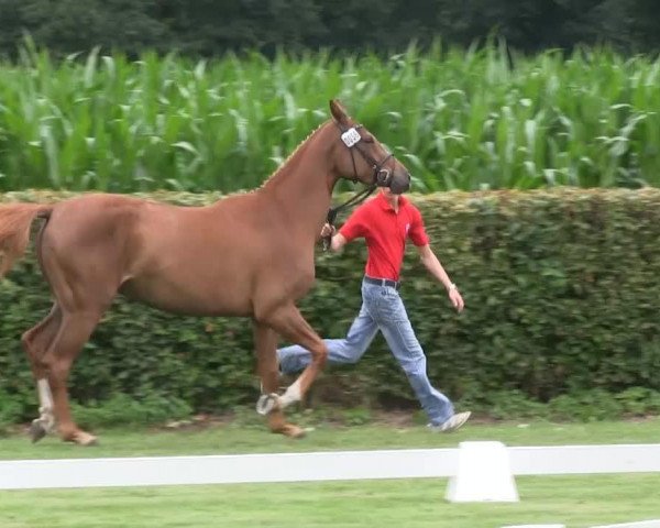 Springpferd Quentina T (Westfale, 2010, von Quandor 5)