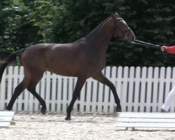 dressage horse Stute von Scolari (Westphalian, 2010, from Scolari)