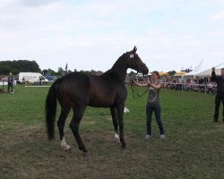 dressage horse Stute von Fineliner (Westphalian, 2010, from Fineliner 2)