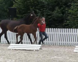 dressage horse Stute von Fleury (Westphalian, 2013, from Fleury)