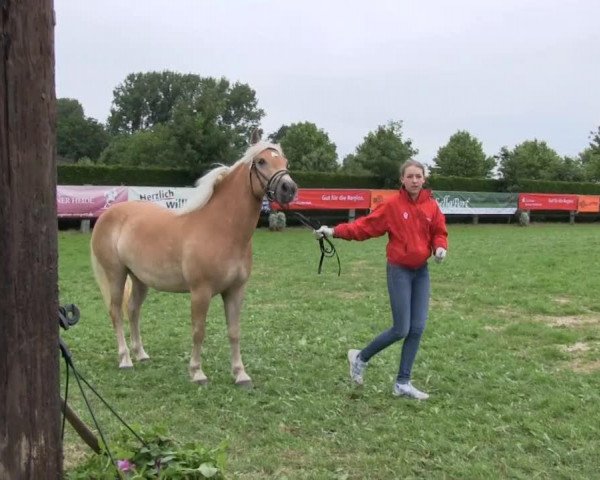 Pferd Stute von Adonis (Haflinger, 2010, von Adonis)